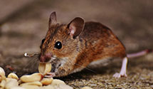24 Hour & Emergency Exterminators in Bakersfield, VT